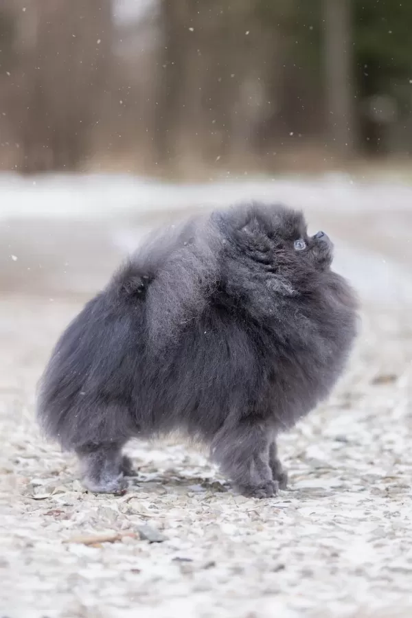 Üst Kalite Şecereli Pomeranian Boo