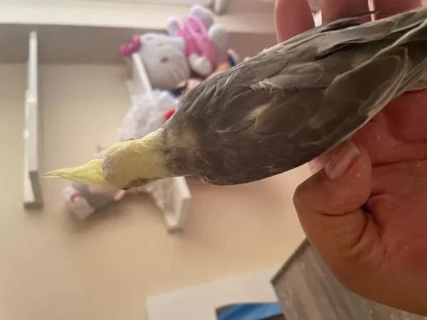 45 Günlük Erkek Yavru Sultan Papağanı