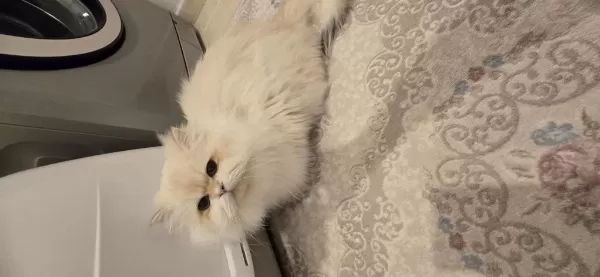 Ömürlük Yuva British Longhair Kedisi