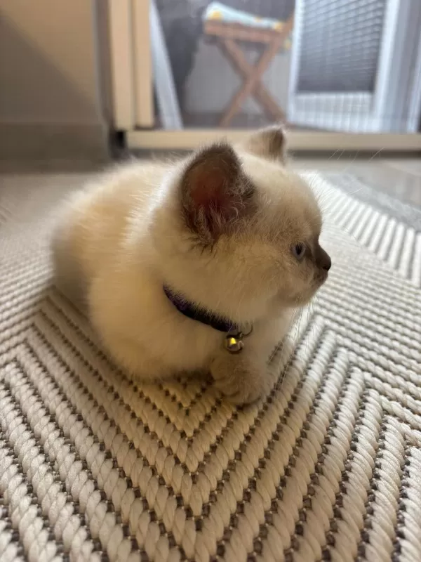 British Shorthair 2 Aylık Dişi Oyuncu Yavru
