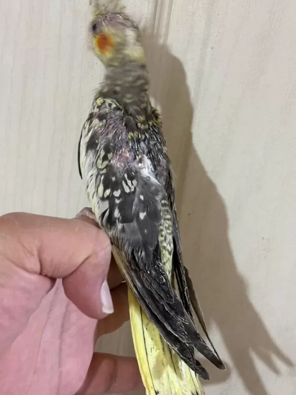 38 Günlük El Besleme Evcil Sultan Papağani Bebek