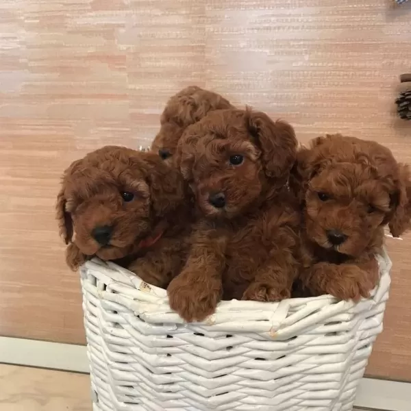 Efsane Toy Poodle Yavrulari