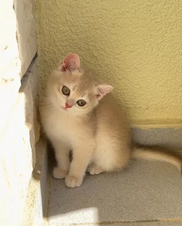 Uyguna Golden British Shorthair Yavrular