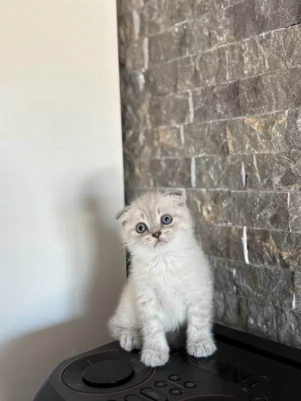 Scottish Fold Silver Yavrularim