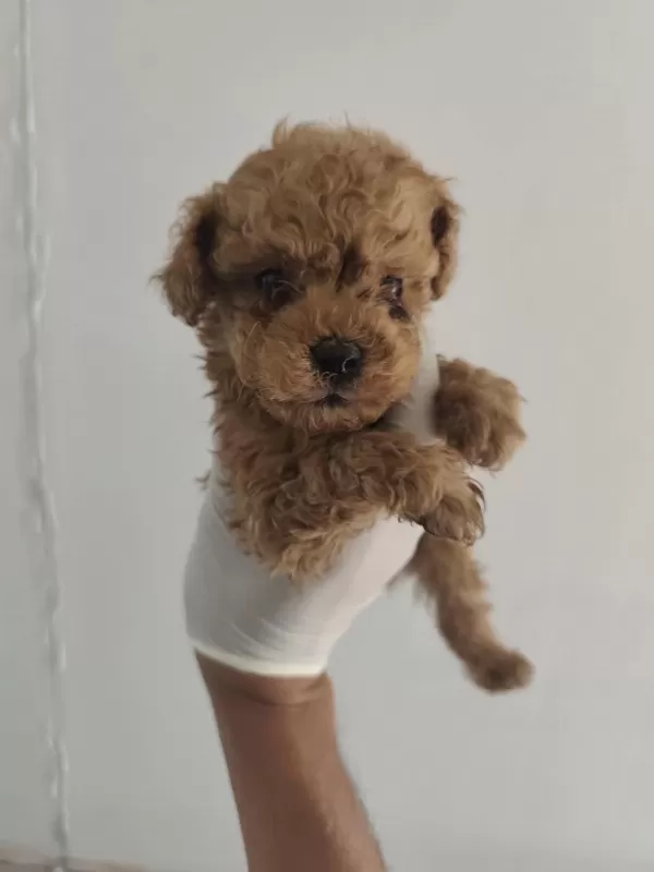 Toy Poodle Aşılı Kilo Garantili Yavrular
