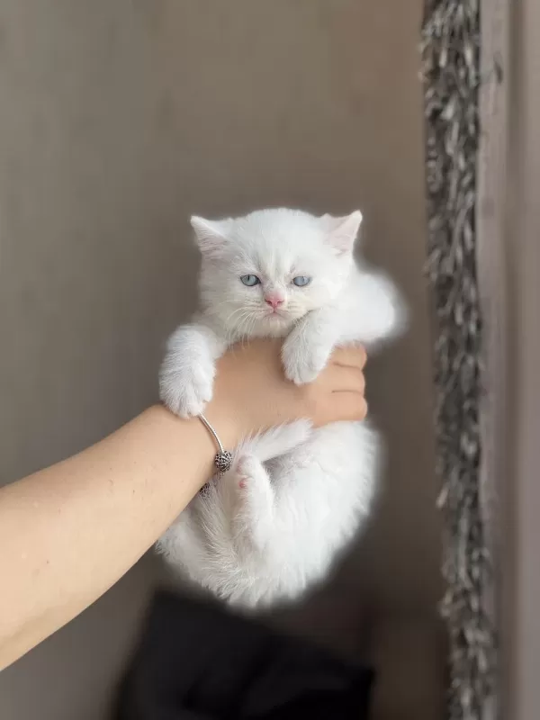 Maviş Göz Pamuk British Shorthair Yavrum