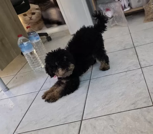 9 Aylik Dişi Çok Özel Toy Poodle