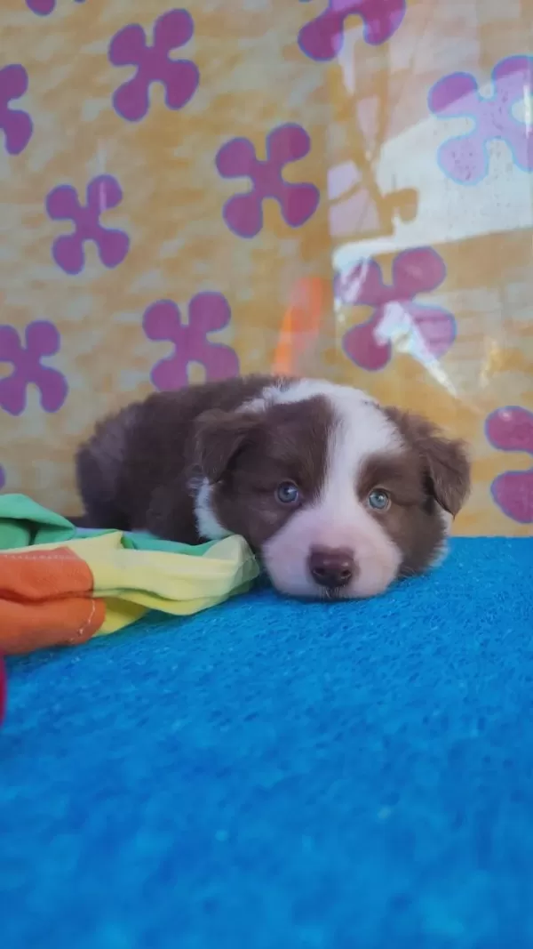 Orjinal Border Collie Yavrularımız