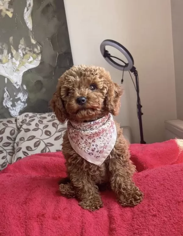4 Aylik Dişi Red Brown Toy Poodle