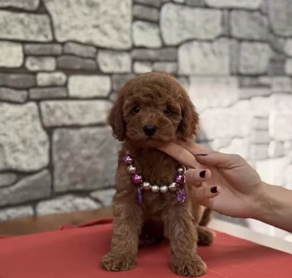 Toy Poodle Köpeğimiz