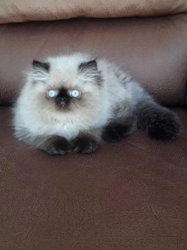 Şecere (soy) Belgeli Persian (iran) Erkek Yavru