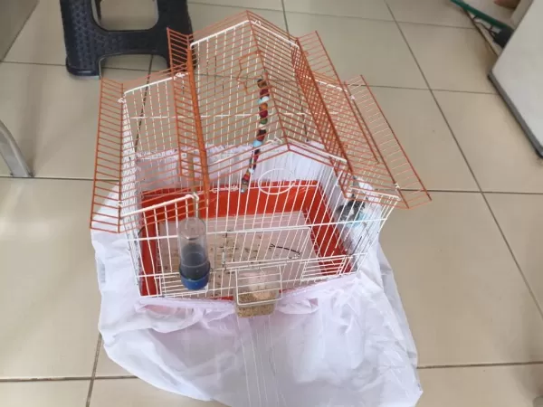 Muhabbet Kuşu Ve Kafesi