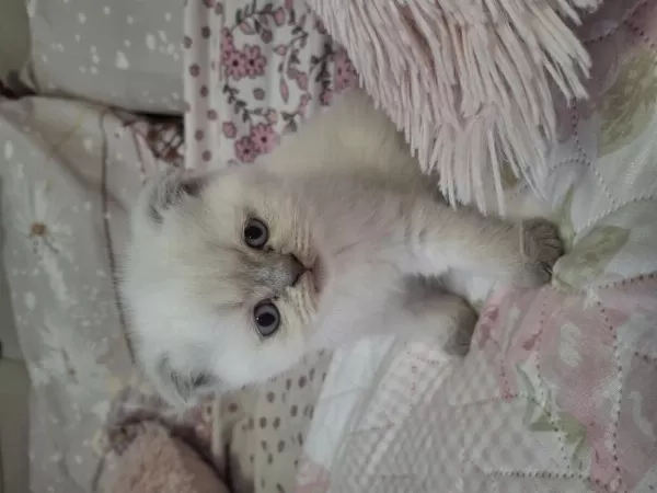2 Yavru Scottish Fold