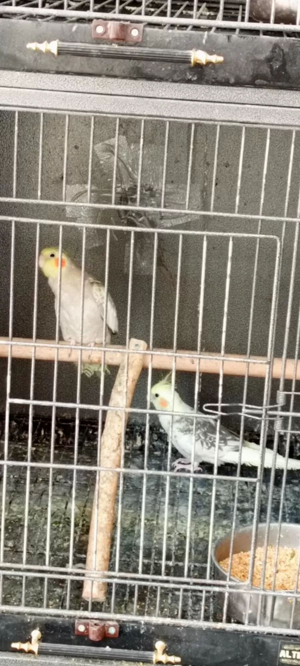 Sultan Papağanı Yeni Takım