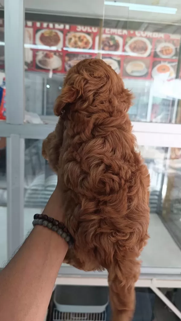 İrk Ve Sağlik Garantili Maltipoo Yavrumuz