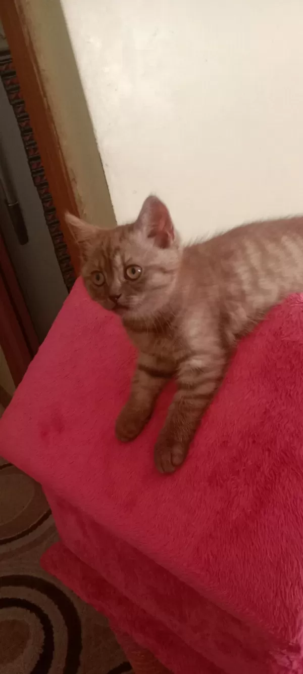 Harika İki Tatlı Kedimiz