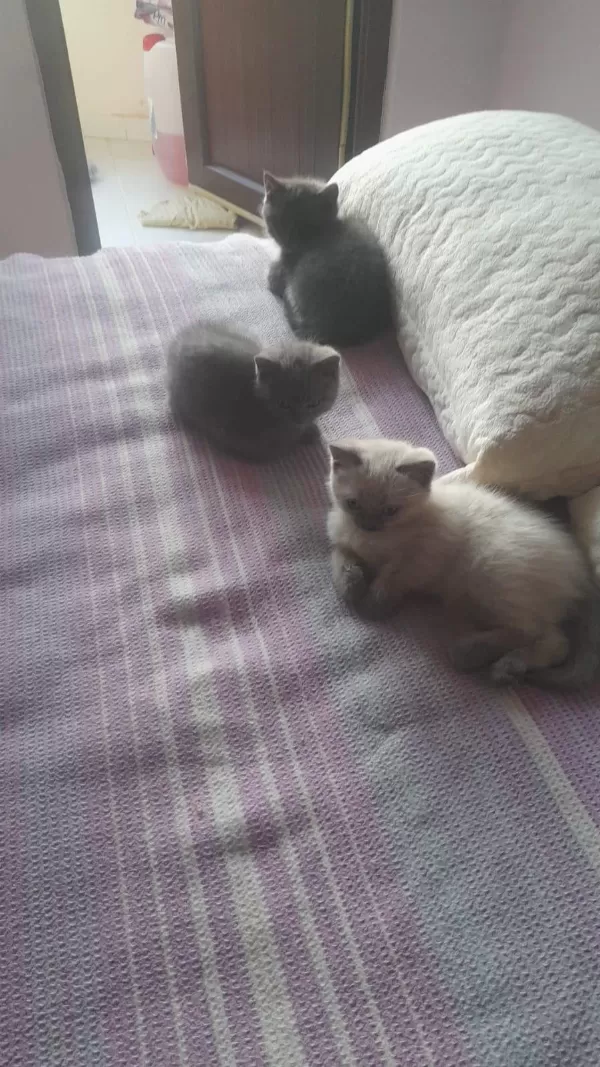 İki Kardeş British Shorthair