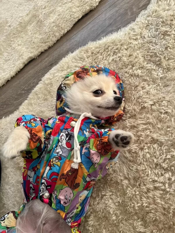 Eğitimli Pomeranian 8 Aylık Erkek