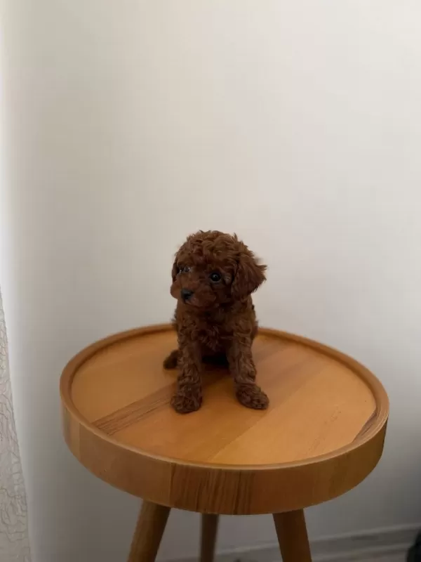 Teacup Kore Poodle Redbrown Yavrum
