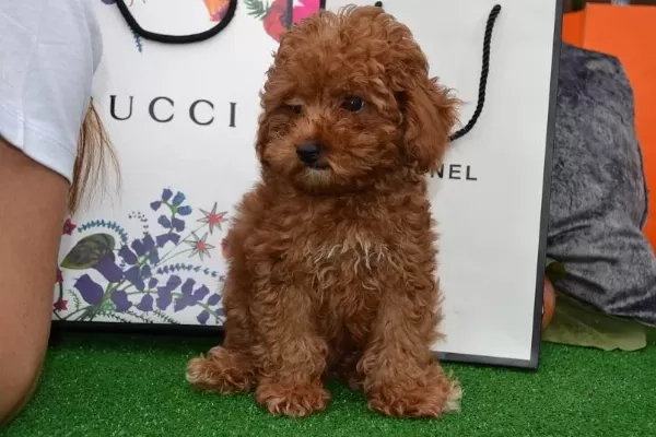 Toy Poodle Yavrularım Ev Ortamında