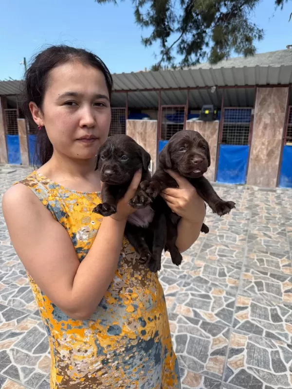 Labrador Köpeği Yavrularım