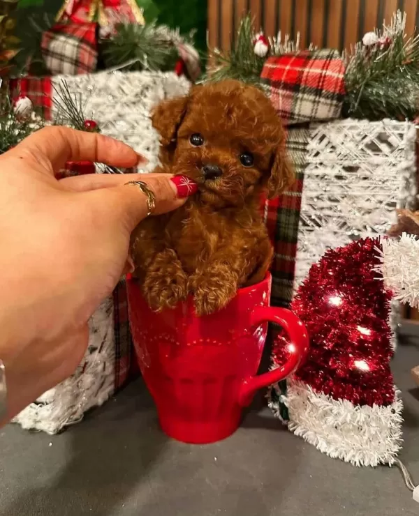 Ankara Nin En Güzel Toy Poodle Yavrulari