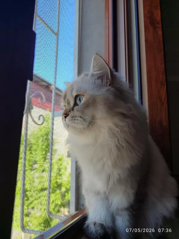 Sağlıklı İran Kedisi