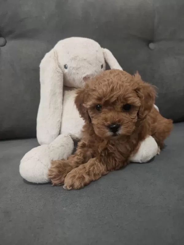 Dişi Toy Poodle 2 Aylik