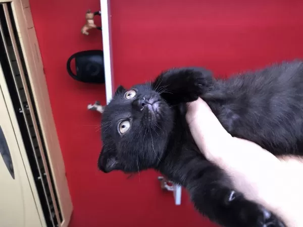 Scottish Fold Yavrularımıza Yeni Yuvalarını Arıyoruz