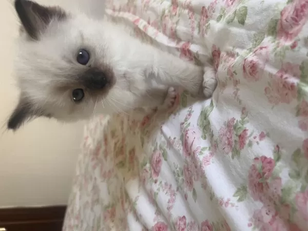 Harika Ragdoll Yavruları