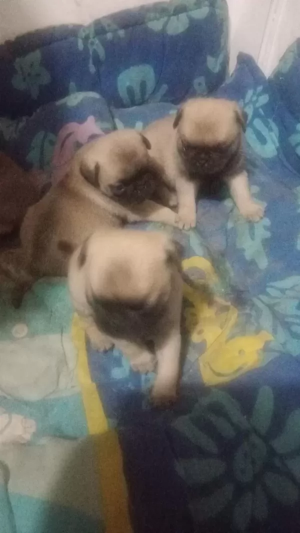 Gül Kuyruk A Kalite Pug Yavrulari