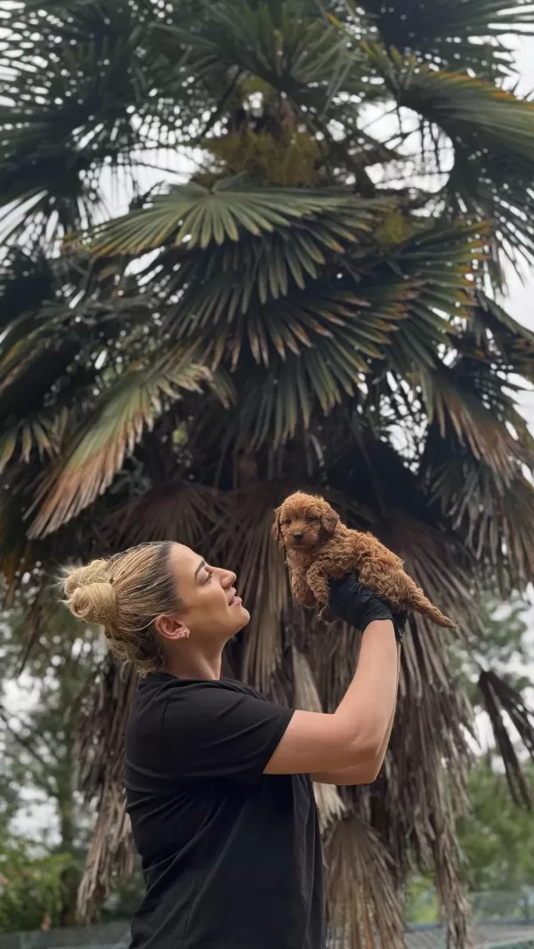 Maltipo Ve Poodle Yavrularımız Yuvalarini Ariyor