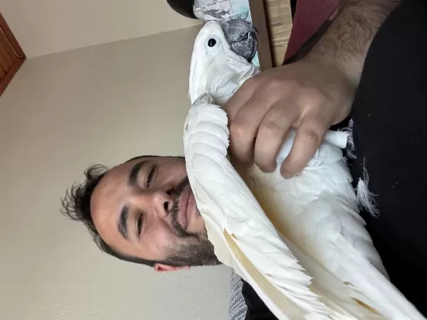 Full Evcil Kakadu Kanat Kuyruk Altına Kadar Sevdirir