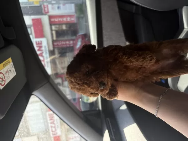 Red Toy Poodle Yavrularim
