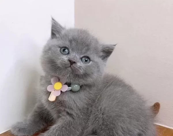 Harika British Shorthair