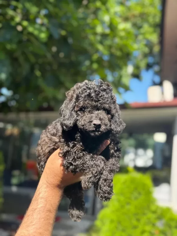 İrk Ve Sağlık Garantili Poodle Yavrular