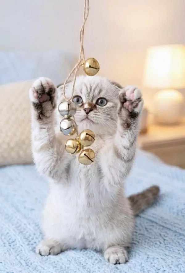 Mavi Gözlü Yavru Scottish Fold