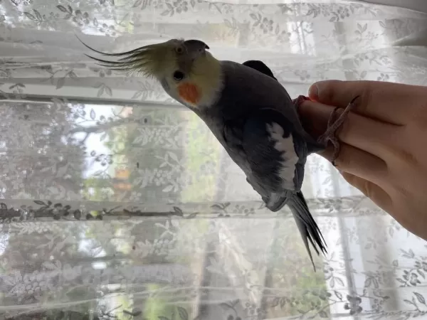 Erkek Sultan Papağanı Konuşan İsteyene Video Atılır