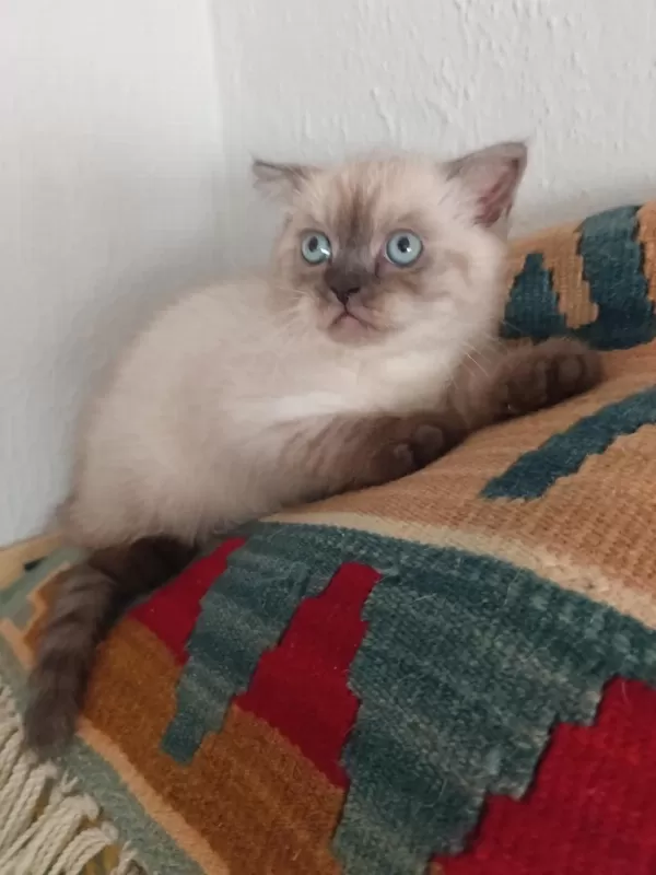 2 Erkek British Shorthair