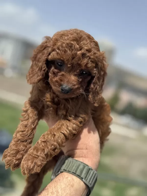 Ankaranın En Seçkin Toy Poodle Yavruları
