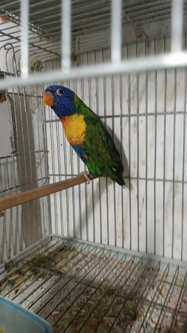 Gökkuşağı Lori Papağanı