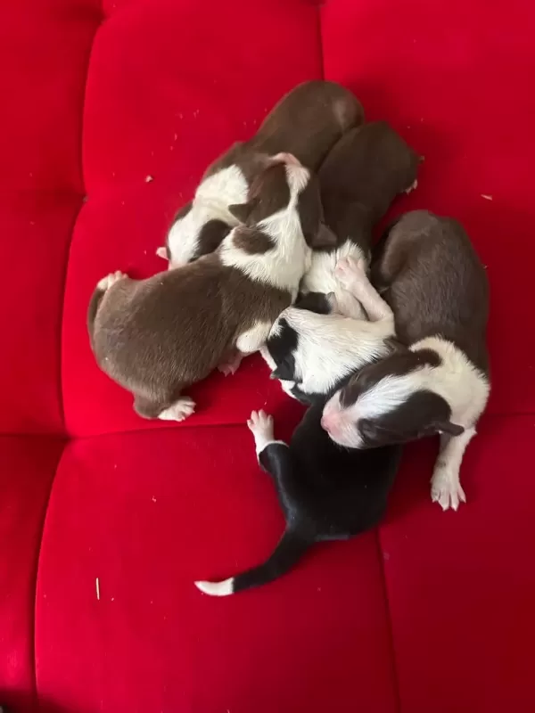 Şeker Köpekler Bunlar