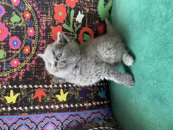 Ayı Kafa Gri Yavru British Shorthair