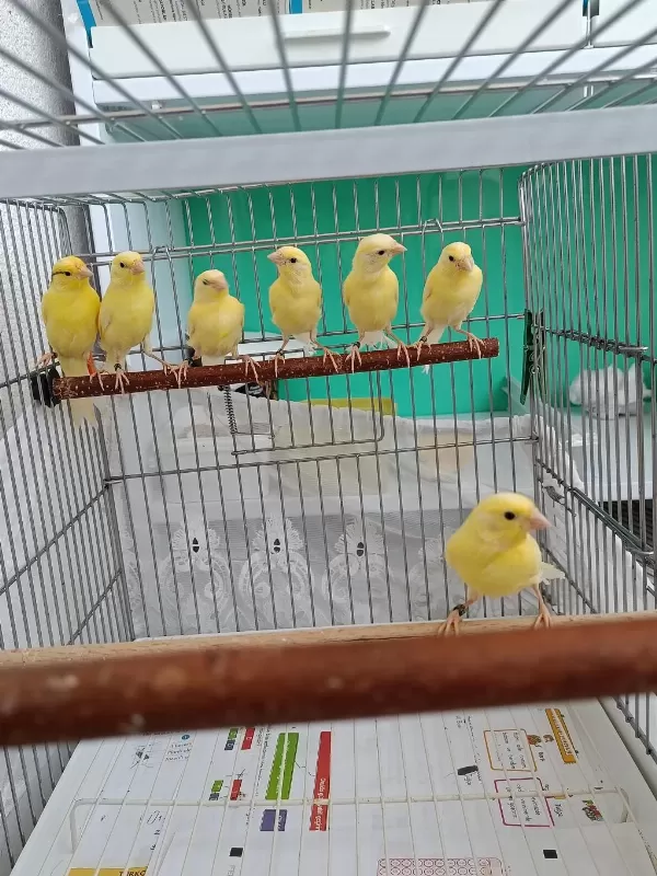 Manılua Kanaryalarımız