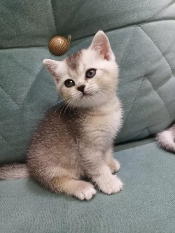 British Shorthair Silver Point Yavrular İki Aylık