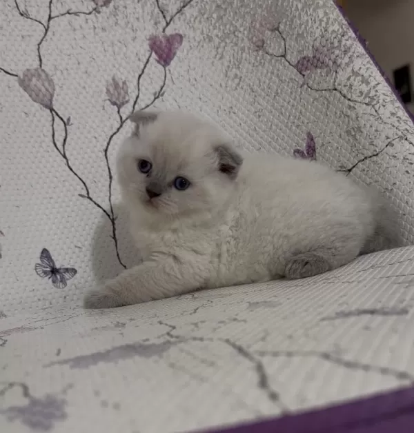 Bal Küpü Blue Point Scottish Fold Bebekler
