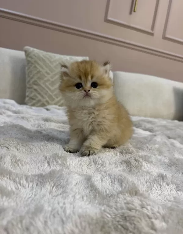 Ny11 Yavru British Longhair