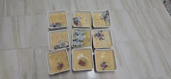 Rengarenk Çek Ve Üst Vasif Rainbow Muhabbet Kuşlar