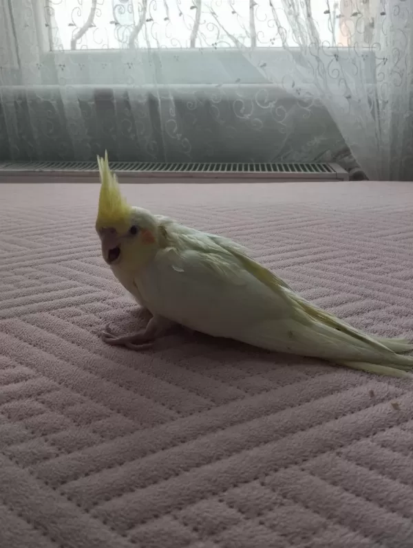 Acil Satılık Yeni Yeme Düşmüş Sultan Papağanı