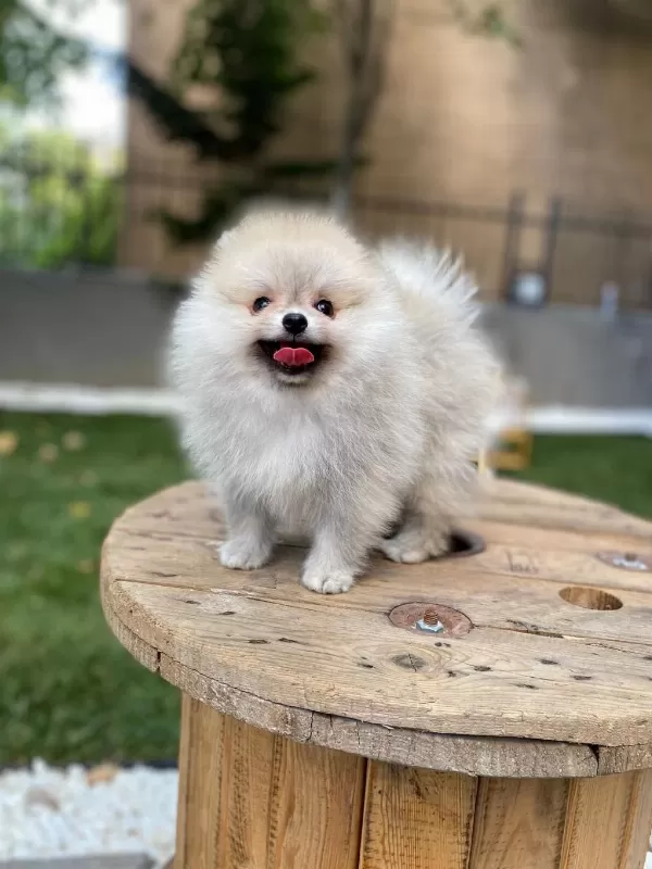 Sağlıklı Pomeranian Boo Yavrular